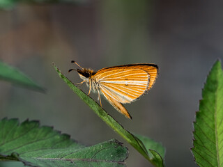 silver-lined grass skipper butterfly on a leaf