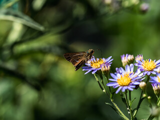 Common Straight Swift butterfly on aster flowers