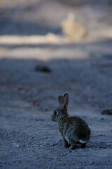 European rabbits Oryctolagus cuniculus. Integral Natural Reserve of Inagua. Tejeda. Gran Canaria. Canary Islands. Spain.