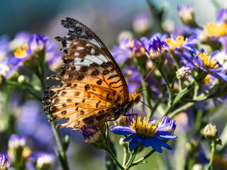 Tropical Fritillary butterfly on aster flowers 1