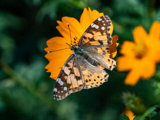 Tropical Fritillary butterfly on cosmos flowers 2