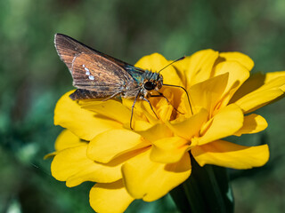 Common Straight Swift butterfly on yellow flower 2