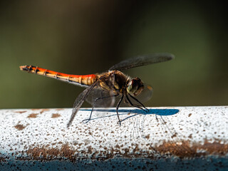 autumn darter dragonfly resting near Japan farm 1