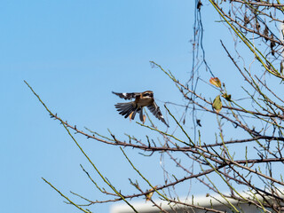 bull-headed shrike takes flight from a tree 2