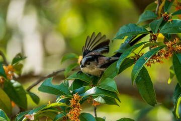 小さくて可愛い小鳥、エナガ