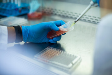 cell culture at the laboratory