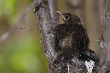 Nestling common blackbird Turdus merula cabrerae. Cruz de Pajonales. Integral Natural Reserve of Inagua. Tejeda. Gran Canaria. Canary Islands. Spain.