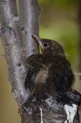 Nestling common blackbird Turdus merula cabrerae. Cruz de Pajonales. Integral Natural Reserve of Inagua. Tejeda. Gran Canaria. Canary Islands. Spain.