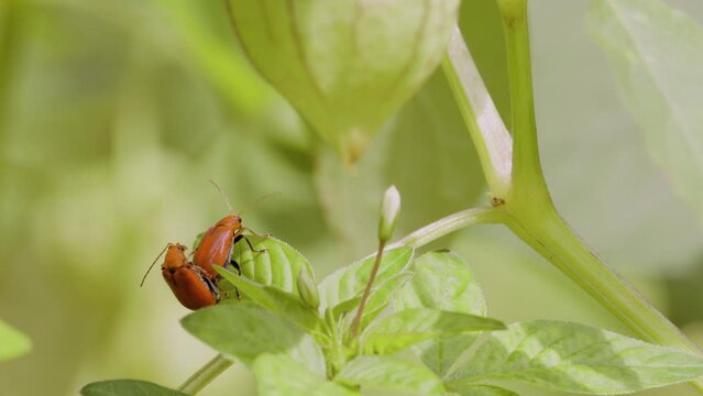 A pair of Aulacophora femoralis or Cucurbit leaf beetles mating on a leaf of a Ground Cherry plant