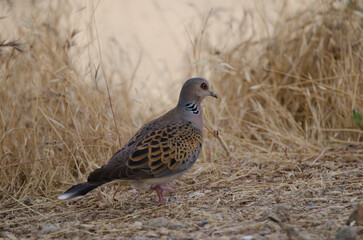 European turtle dove Streptopelia turtur. Cruz de Pajonales. Integral Natural Reserve of Inagua. Tejeda. Gran Canaria. Canary Islands. Spain.