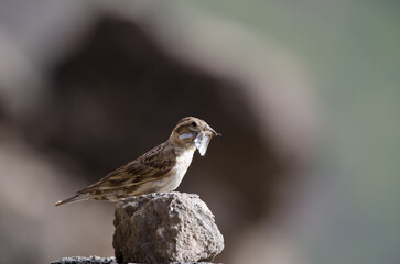 Rock sparrow Petronia petronia with a grasshopper to feed its chicks. El Toscon. The Nublo Rural Park. Tejeda. Gran Canaria. Canary Islands. Spain.