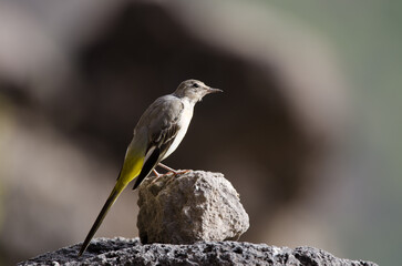 Fototapeta premium Grey wagtail Motacilla cinerea canariensis. El Toscon. The Nublo Rural Park. Tejeda. Gran Canaria. Canary Islands. Spain.