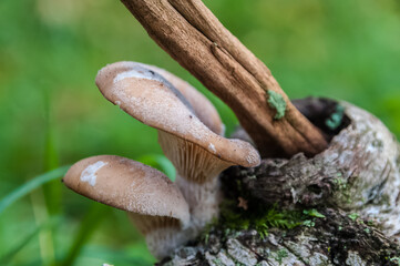 Austernseitlinge an der Birke