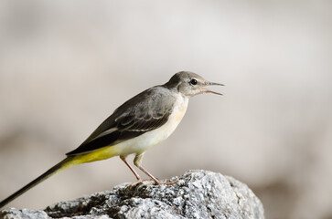 Grey wagtail Motacilla cinerea canariensis calling. El Toscon. The Nublo Rural Park. Tejeda. Gran Canaria. Canary Islands. Spain.