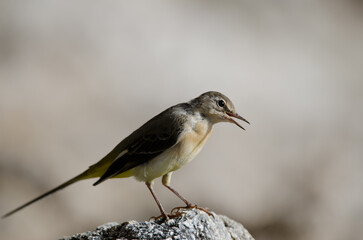 Grey wagtail Motacilla cinerea canariensis calling. El Toscon. The Nublo Rural Park. Tejeda. Gran Canaria. Canary Islands. Spain.