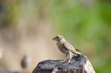 Rock sparrow Petronia petronia. Juvenile. El Toscon. The Nublo Rural Park. Tejeda. Gran Canaria. Canary Islands. Spain.
