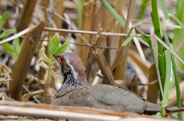 Red-legged partridge Alectoris rufa. Integral Natural Reserve of Inagua. Gran Canaria. Canary Islands. Spain.