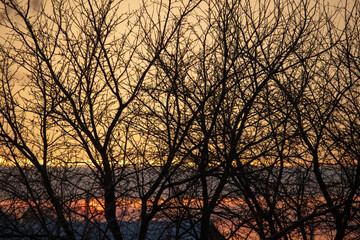 Bare tree branches in winter at sunset.