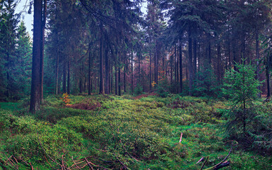 misty evergreen forest