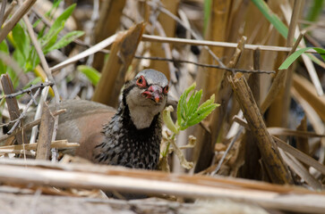 Red-legged partridge Alectoris rufa. Integral Natural Reserve of Inagua. Gran Canaria. Canary Islands. Spain.