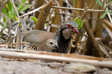 Chick and adult of red-legged partridge Alectoris rufa. Integral Natural Reserve of Inagua. Gran Canaria. Canary Islands. Spain.