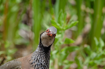 Red-legged partridge Alectoris rufa. Integral Natural Reserve of Inagua. Gran Canaria. Canary Islands. Spain.