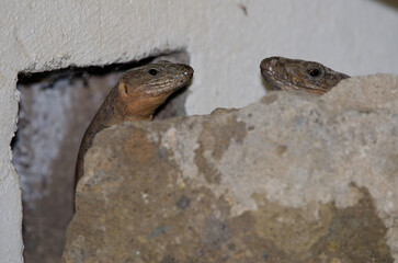Gran Canaria giant lizards Gallotia stehlini. Cruz de Pajonales. Integral Natural Reserve of...