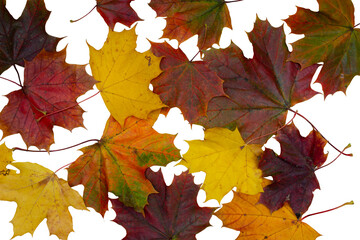 Autumn colorful maple leaves isolated on white background, scattered leaves, autumn background