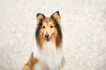 Portrait of a collie dog in close-up after express molting in a grooming salon