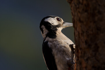 Great spotted woodpecker Dendrocopos major thanneri. Female. Alsandara mountain. Reserve of Inagua. Tejeda. Gran Canaria. Canary Islands. Spain.