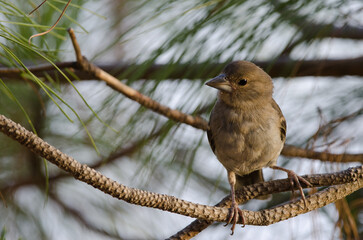 Gran Canaria blue chaffinch Fringilla polatzeki. Juvenile. Alsandara Mountain. Natural Reserve of Inagua. Tejeda. Gran Canaria. Canary Islands. Spain.