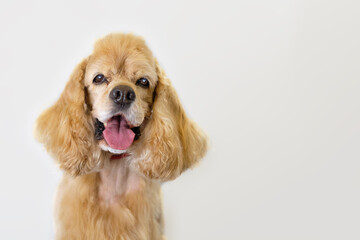 American Cocker spaniel after grooming portrait close-up on a gray background - obrazy, fototapety, plakaty
