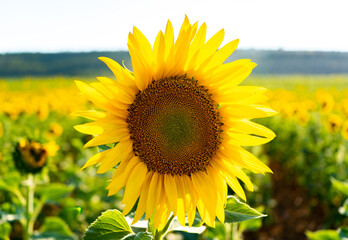 Girasol en campo de girasoles