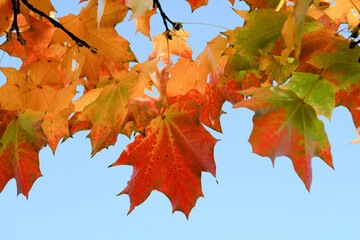 Orange autumn leaves on a blue sky background. Season.