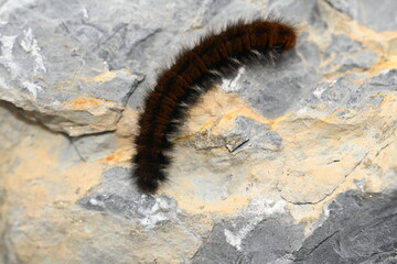 close up of a caterpillar, stone, nature