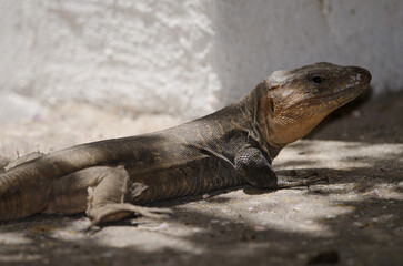 Gran Canaria giant lizard Gallotia stehlini. Adult male. Cruz de Pajonales. Natural Reserve of Inagua. Tejeda. Gran Canaria. Canary Islands. Spain.