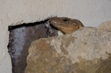 Gran Canaria giant lizard Gallotia stehlini. Adult male. Cruz de Pajonales. Natural Reserve of Inagua. Tejeda. Gran Canaria. Canary Islands. Spain.