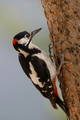 Great spotted woodpecker Dendrocopos major thanneri. Male. Alsandara mountain. Natural Reserve of Inagua. Tejeda. Gran Canaria. Canary Islands. Spain.