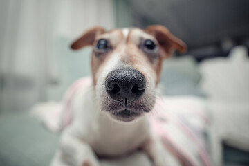 Cute dog Jack Russell terrier looking with interest to camera. Low angle shot of domestic pet.