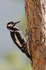 Great spotted woodpecker Dendrocopos major thanneri. Male. Alsandara mountain. Natural Reserve of Inagua. Tejeda. Gran Canaria. Canary Islands. Spain.