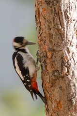 Great spotted woodpecker Dendrocopos major thanneri. Male drilling a tree to forage for food. Inagua. Tejeda. Gran Canaria. Canary Islands. Spain.