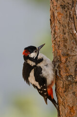 Great spotted woodpecker Dendrocopos major thanneri. Male shaking its plumage. Alsandara. Inagua. Tejeda. Gran Canaria. Canary Islands. Spain.
