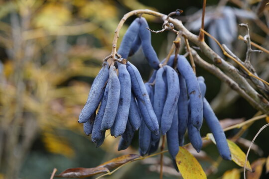 Decaisnea fargesii, Blue Sausage Fruit, Lardizabalaceae family