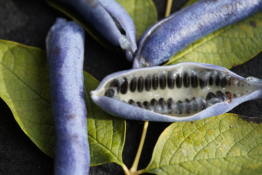 Decaisnea fargesii, Blue Sausage Fruit, Lardizabalaceae family