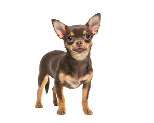 Pretty brown standing chihuahua isolated on a white background - obrazy, fototapety, plakaty