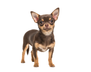 Pretty brown standing chihuahua isolated on a white background