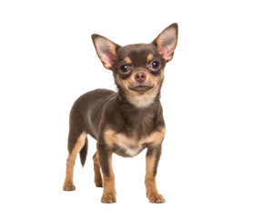 Fotobehang Pretty brown standing chihuahua isolated on a white background © Elles Rijsdijk