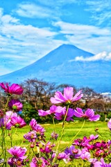 flowers in the mountains
