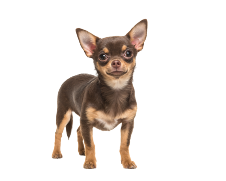 Pretty brown standing chihuahua isolated on a white background