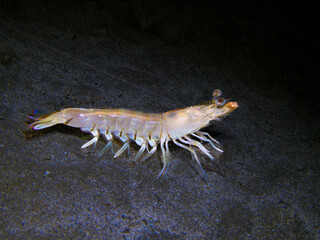 Shrimp from Cyprus, Mediterranean Sea

